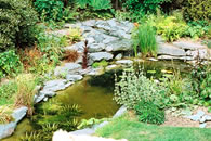 IMAS Pond Aquatic Plants