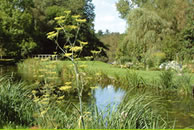 IMAS Pond Design Services