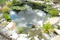 IMAS Pond Care Company